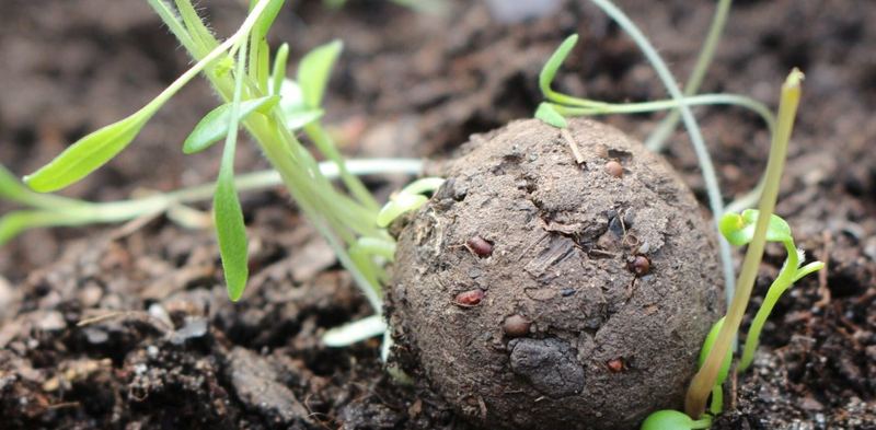 Samenbombe mit Keimlingen in dunkler Erde