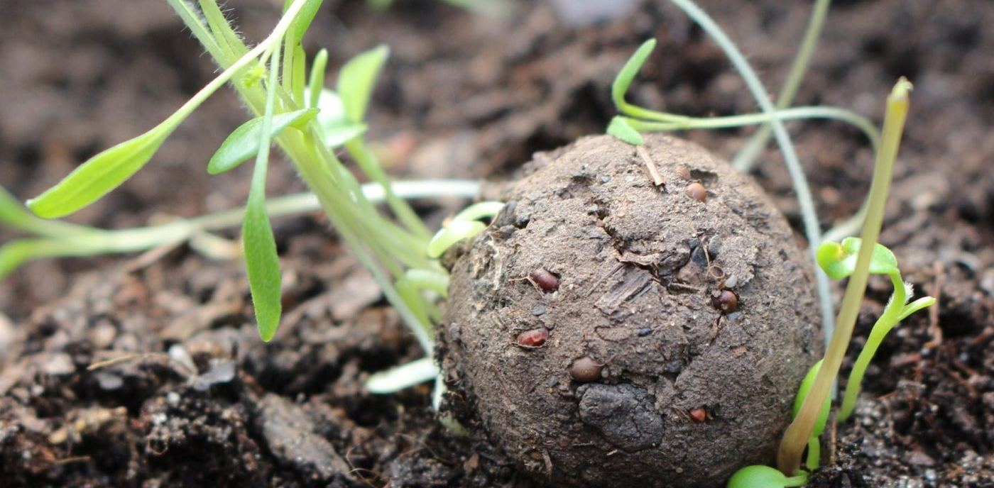 Aufgeweichte Samenbombe in dunkler Erde, aus der junge Keimlinge wachsen