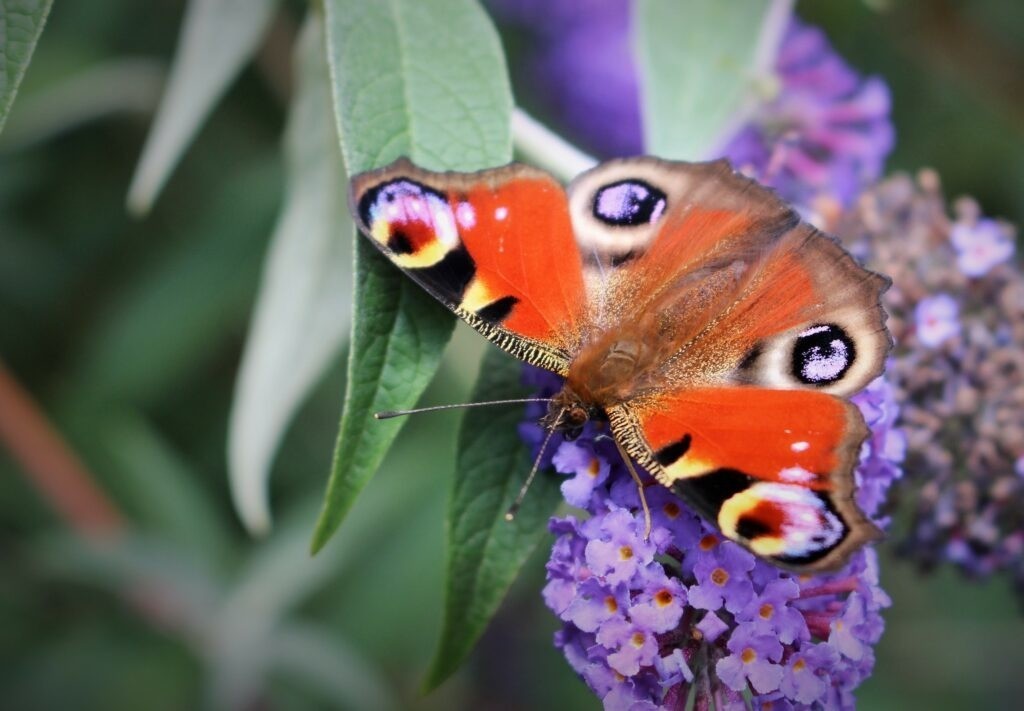 Schmetterling